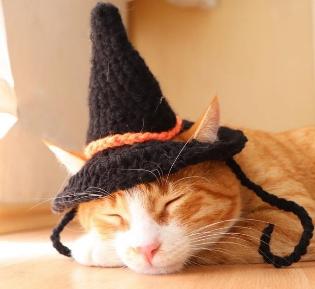 Bezpieczeństwo kotów w Halloween: Wskazówki, które możesz zastosować